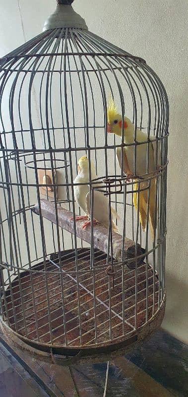 Cockateil Pair with Cage for sale 4