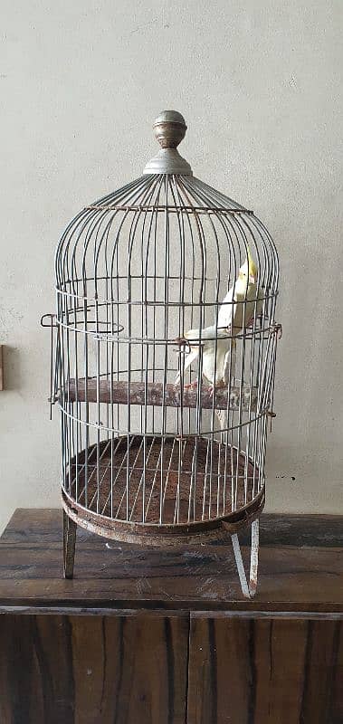 Cockateil Pair with Cage for sale 5