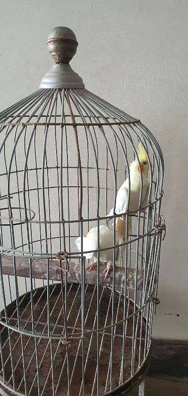 Cockateil Pair with Cage for sale 6