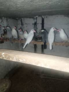 white and silver breeder  java birds