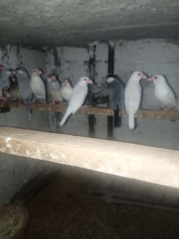 white and silver breeder  java birds 0