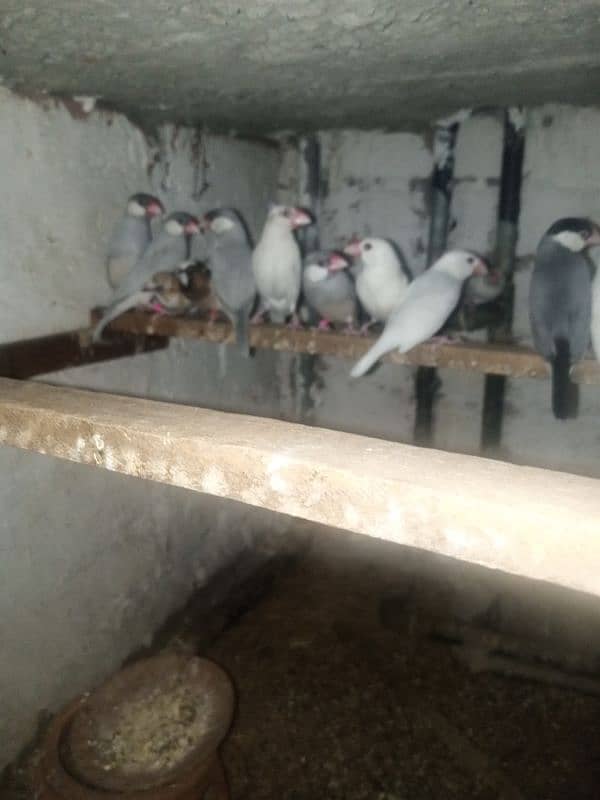 white and silver breeder  java birds 1