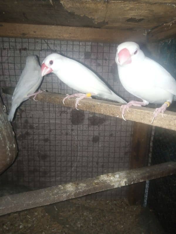 white and silver breeder  java birds 2