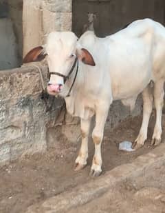 MASHALLAH GULABI BACHRA FOR SALE BEST FOR  QURBANI 2025  WZN 2,5MAN