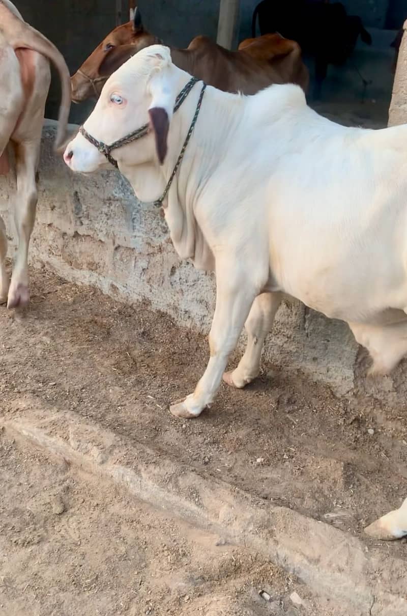 MASHALLAH GULABI BACHRA FOR SALE BEST FOR  QURBANI 2025  WZN 2,5MAN 1