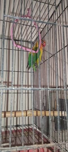 Opaline Lovebirds DNA Approved 0