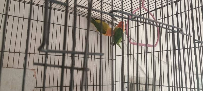 Opaline Lovebirds DNA Approved 1