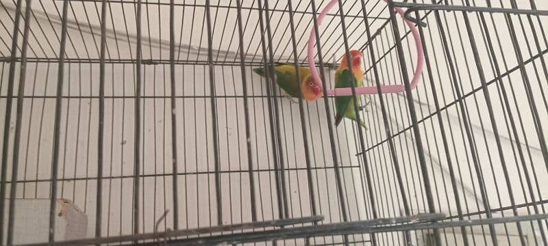 Opaline Lovebirds DNA Approved 2