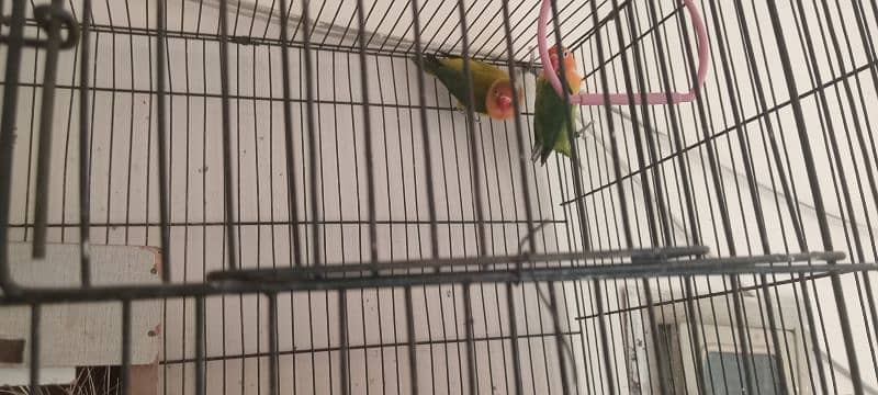 Opaline Lovebirds DNA Approved 3