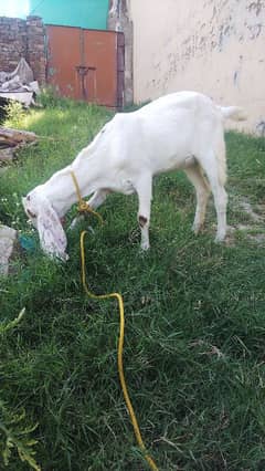 Goat Female 4to5 Month Good Beautiful Breed