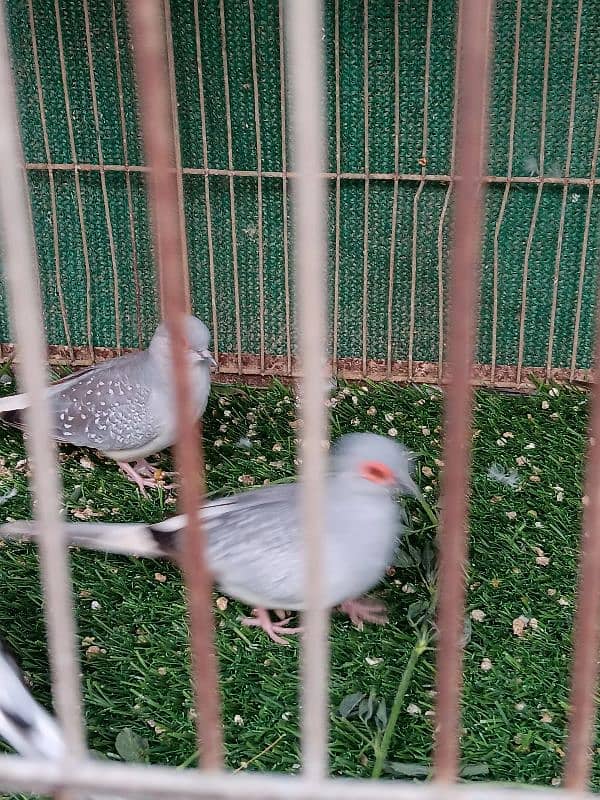 White Tail Dove Ready To Breed 1