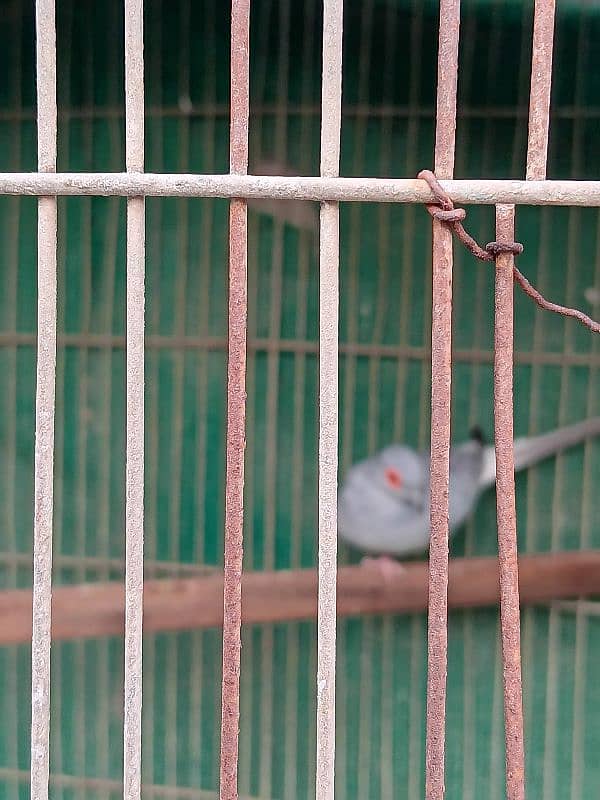 White Tail Dove Ready To Breed 2