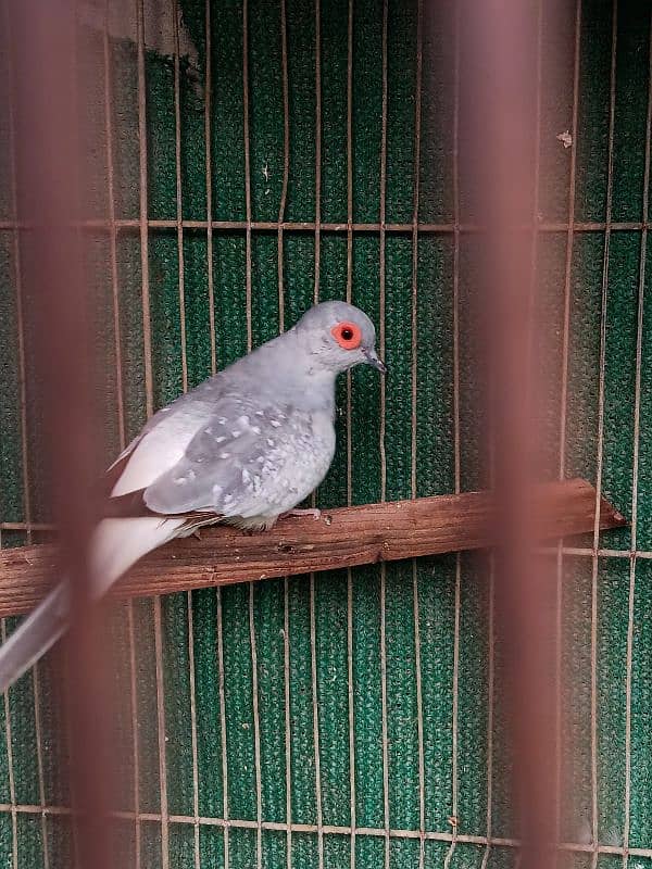 White Tail Dove Ready To Breed 3