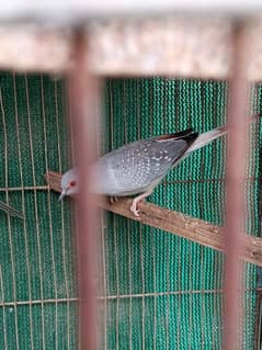 White Tail Dove Ready To Breed