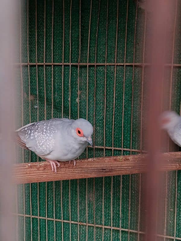 White Tail Dove Ready To Breed 4