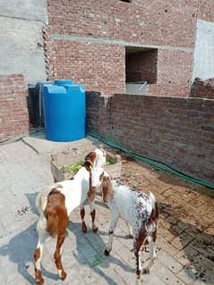 Gabban Bakri, with 2 male kitz 6 moths