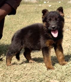 German Shepherd Long Coat Dog For Sale 0