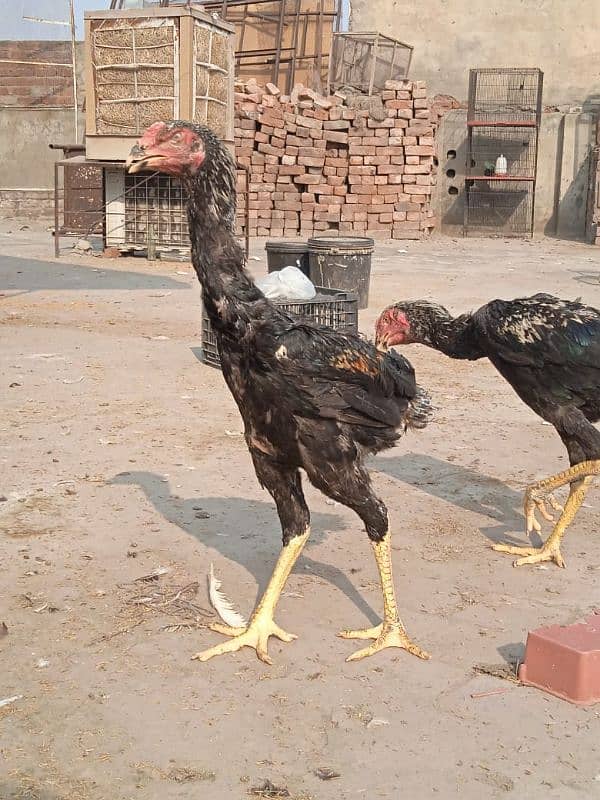 Shamu bridar pair aur patthe Patiala for sale 0