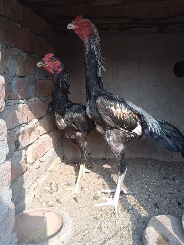 Shamu bridar pair aur patthe Patiala for sale 1