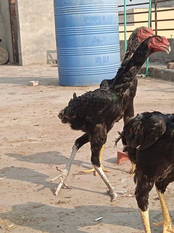 Shamu bridar pair aur patthe Patiala for sale 3