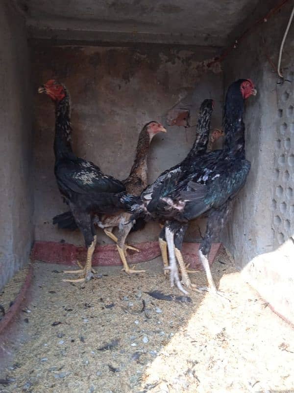 Shamu bridar pair aur patthe Patiala for sale 10