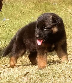 German Shepherd Female For Sale 0