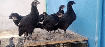 Australorp