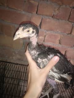 Aseel And Fancy Chicks Pair For Sale