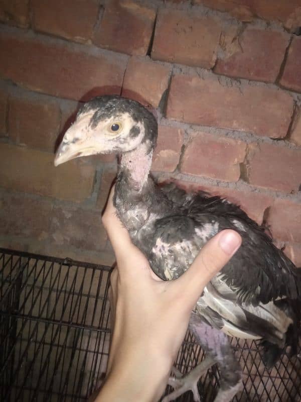 Aseel And Fancy Chicks Pair For Sale 0