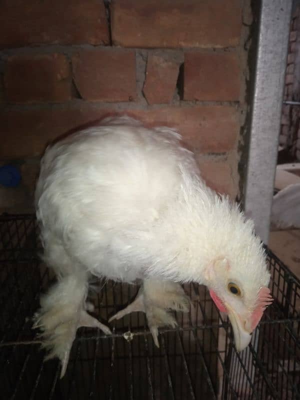 Aseel And Fancy Chicks Pair For Sale 2