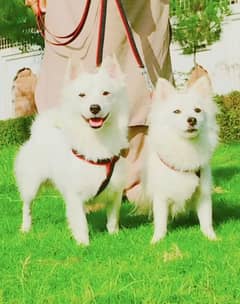 pure Rashion dogs zero size pior 12 month for sale 0