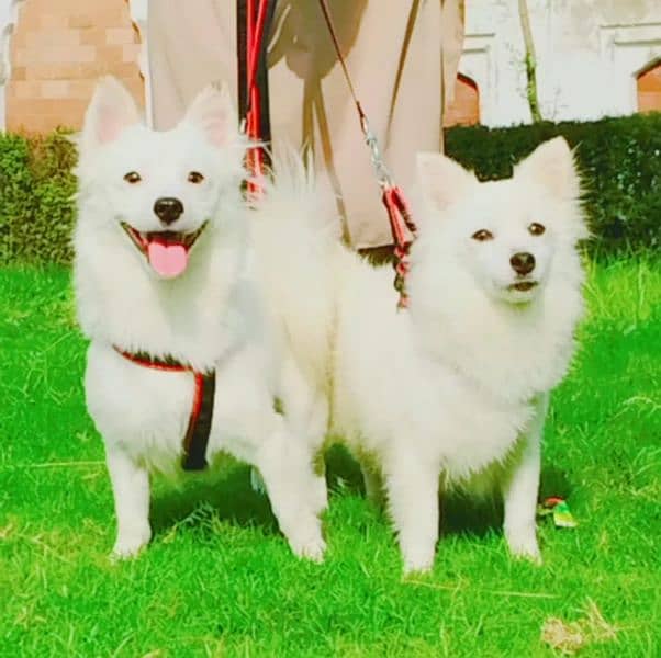 pure Rashion dogs zero size pior 12 month for sale 1