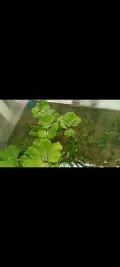 Waterlettuce aquatic plants