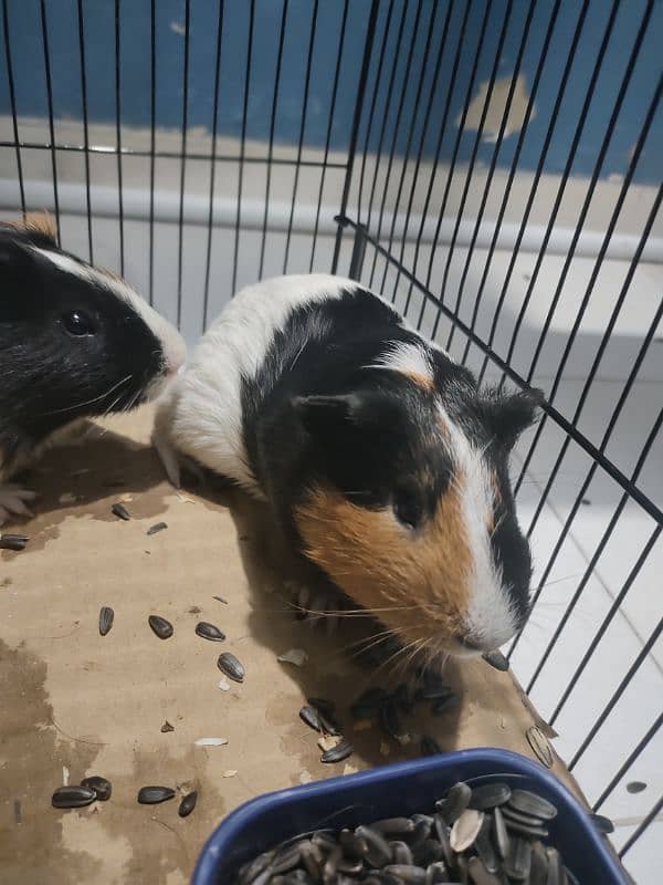 Jennie Pig hamsters for sale 2