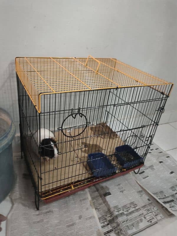 Jennie Pig hamsters for sale 3