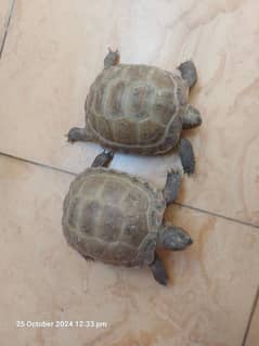 turtles pair for sell