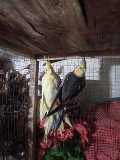 cockatiel pair sale in 7000