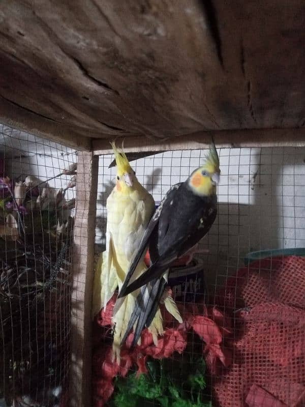 cockatiel pair sale in 7000 0