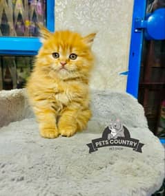 cute ORANGE fluffy kittens available Cash on Delivery  032546_75700 0