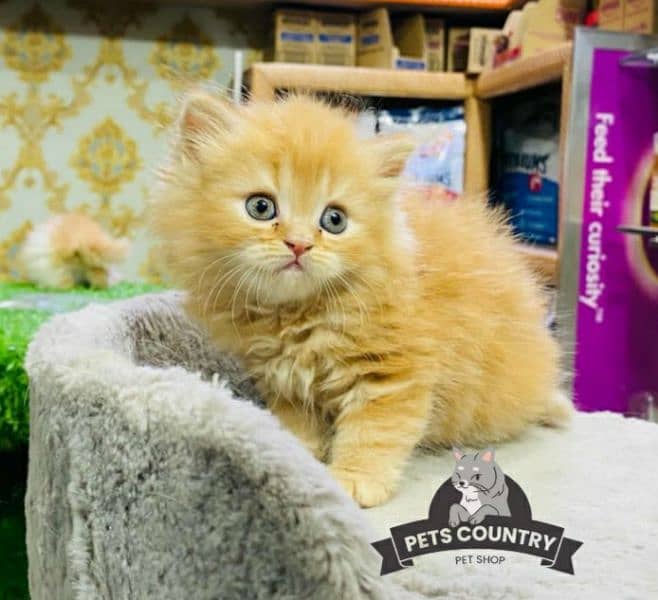 cute ORANGE fluffy kittens available Cash on Delivery  032546_75700 1