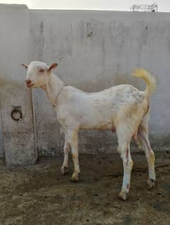 Tedda Bakra