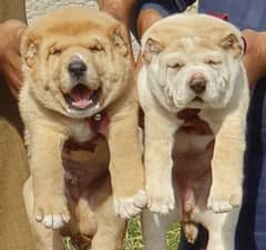 alabai dog pair 2 months for sale security dog