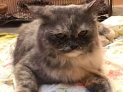 kittens Persian cats argent sale