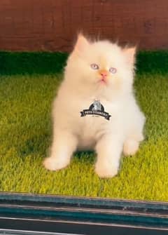 healthy white PUNCHED face kittens available COD 032546_75700