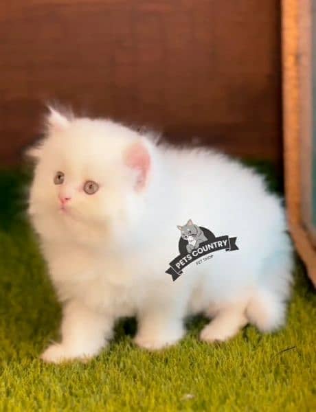 healthy white PUNCHED face kittens available COD 032546_75700 1