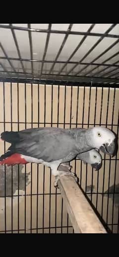 african grey breeder pair for sale 0