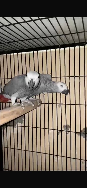 african grey breeder pair for sale 1