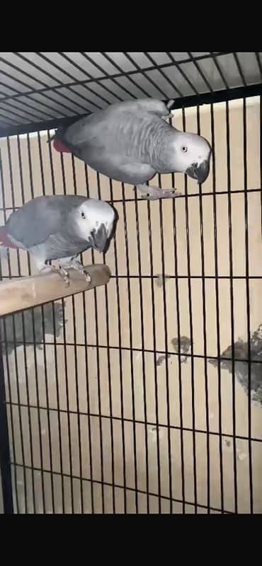 african grey breeder pair for sale 2