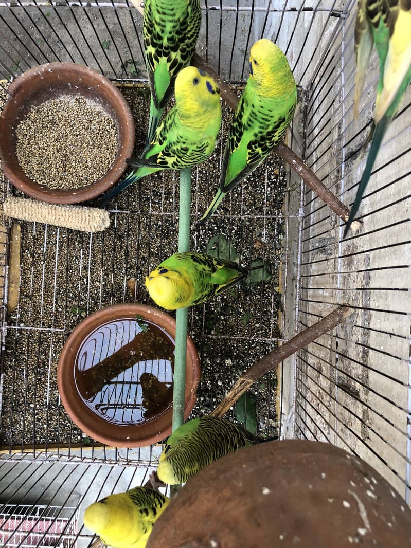 Australia budgie 3