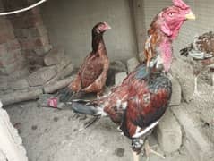 Aseel Pair for sale